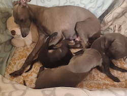 Q-litter 3 weeks b